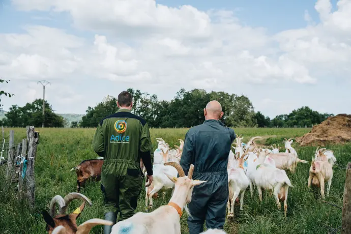 Offre emploi Conseiller d'élevage caprin